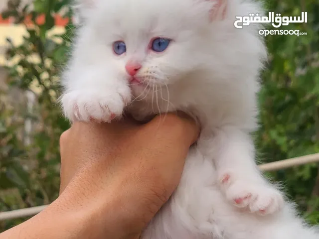قطط شيرازي بيور'اصل' عمر شهر ونص الوان مختلفة دباديب وشعر كثيف اليفين ونظاف