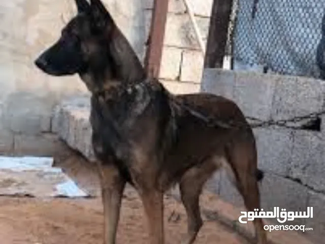 ذكر مالينوا للبيع