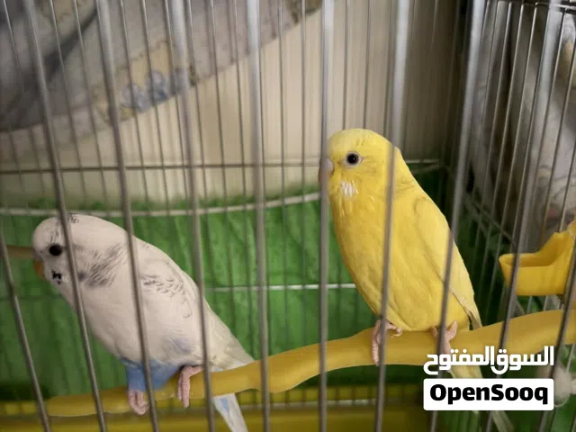 عصافير حب مع قفصهم للبيع بسعر مغري