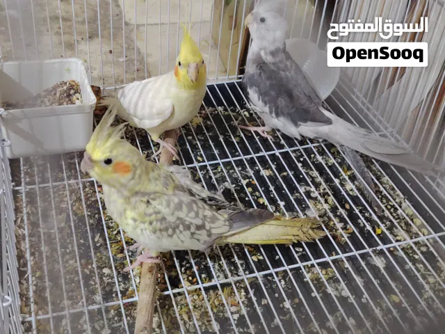 كوكتيلات للبيع الزوج50 كلهن وحشيات بس واحد اليف عمره3اشهر