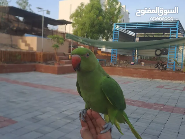 ببغاء دره للبيع