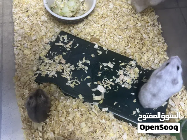 هامستر قزم للتبني محانا