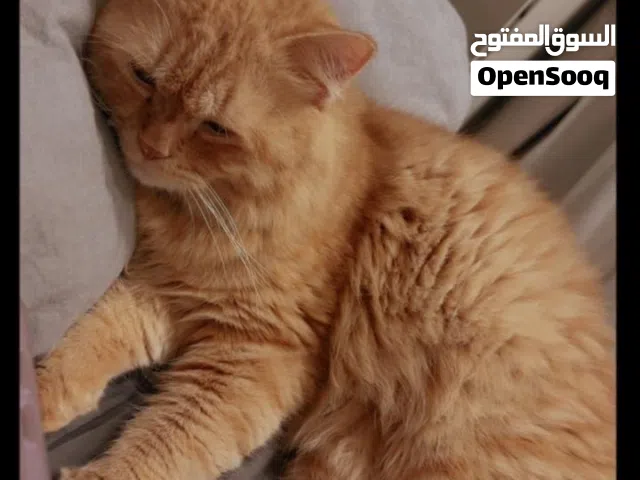 Free male Persian cat, looking for adoption home to be loved and cared for.