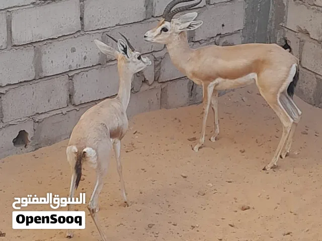 غزلان البيع