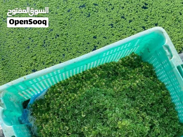 نبته الازولا طعام ممتاز جدا للمواشي و الدواجن شوف الوصف