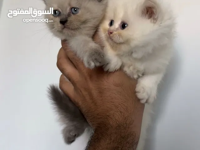 Himalayan Kittens