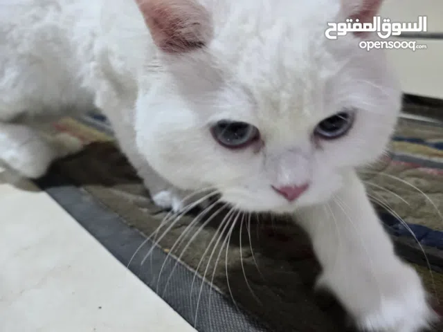 This cat is very affectionate and loving—he really loves people.