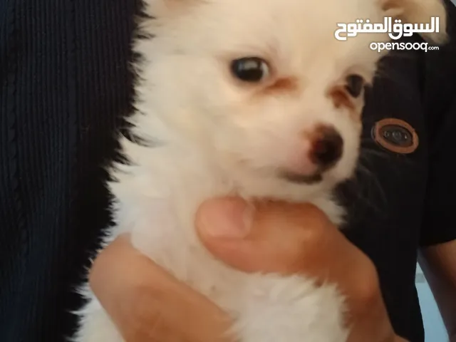 جرو بمورينيان ميني نادر جدا