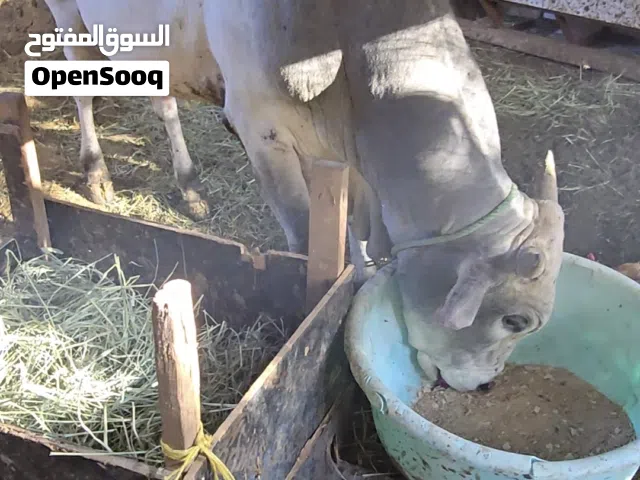 اعلان بيع ثور صومالي تربية منزل  الحلال طيب ومافيه عيوب وسمنه زينه تعال وشوف وتطمن وبعدها اشتري