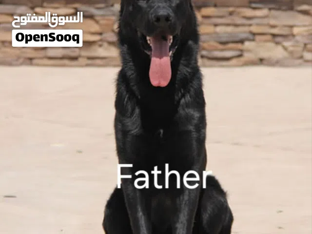 German shepherd puppy black jack working line