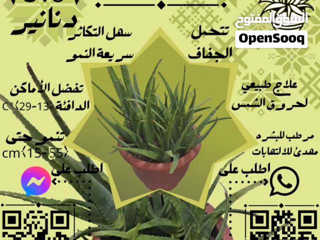 شتلة الألوفيرا (كبير 33cm)
