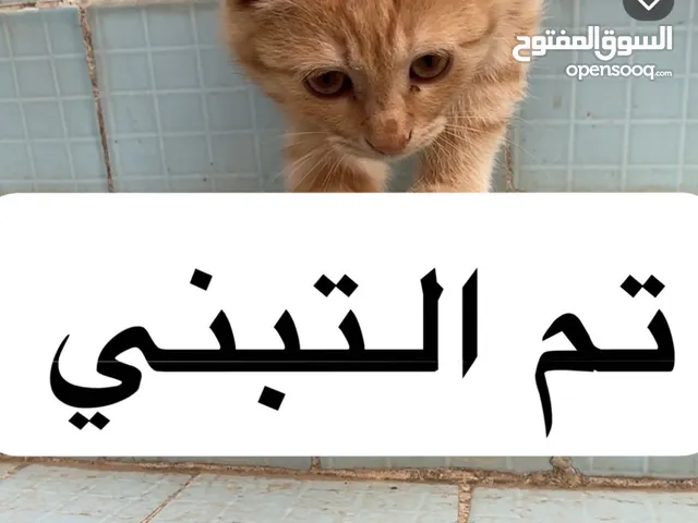 قطه للتبني مهجنه انثى جميله ولطيييفه العمر 3 اشهر