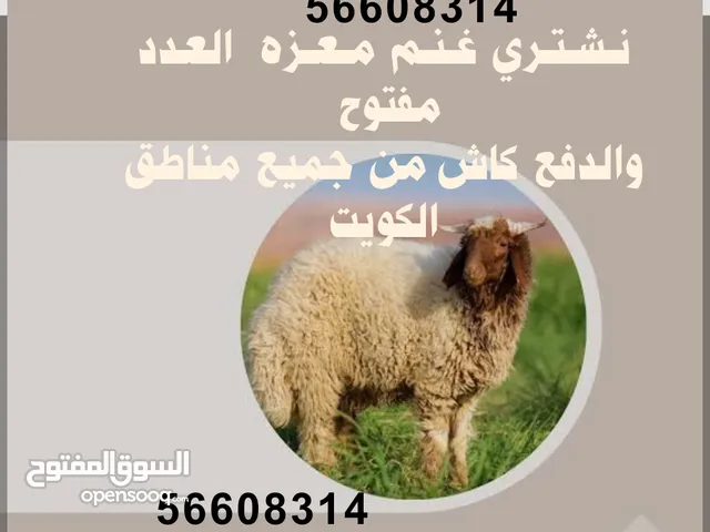 نشتري غنم ومعزا العدد مفتوح ودفع كاش