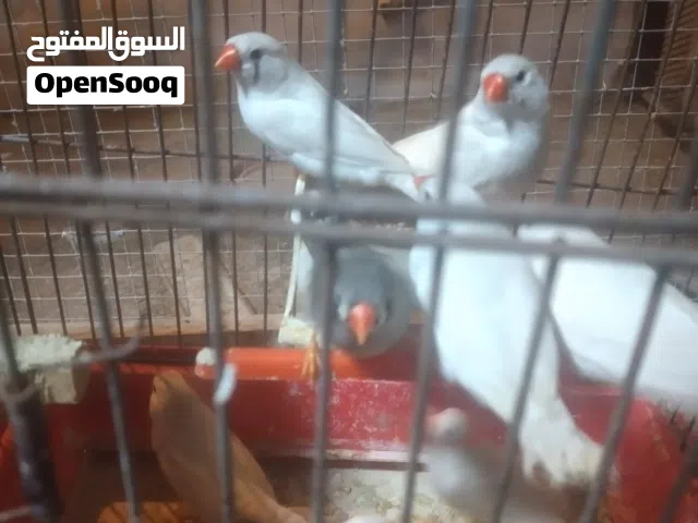اناثى زيبرا