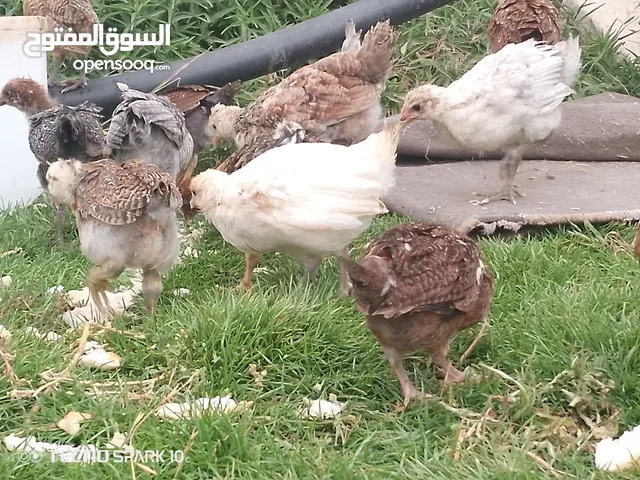 السلام عليكم يوجد كتكوت فيومي وزهري الله يبارك نسبه الفروج قليله الصور ليها 10ايام مصورها