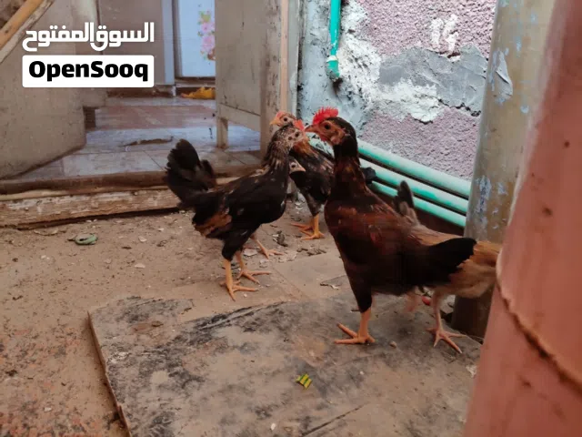 دجاج كويتي وعرب ابو ركيبة