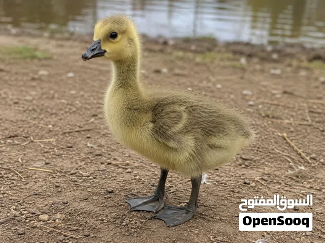 وز بلدي 20 يوم