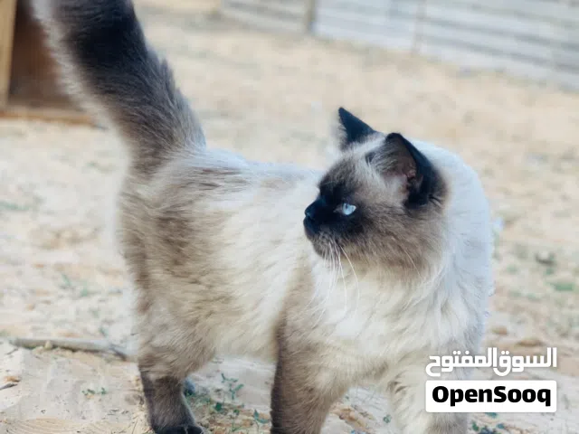 ذكر للبيع المكان ورشفانه