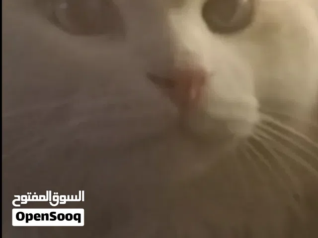 قط ولد شيرازي عامان تركي بيور للبيع