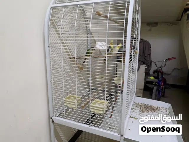 قرين شيك وجوز كوكتيل مع القفص طول 180عرض 80