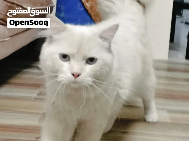 قط مجاني free cat
