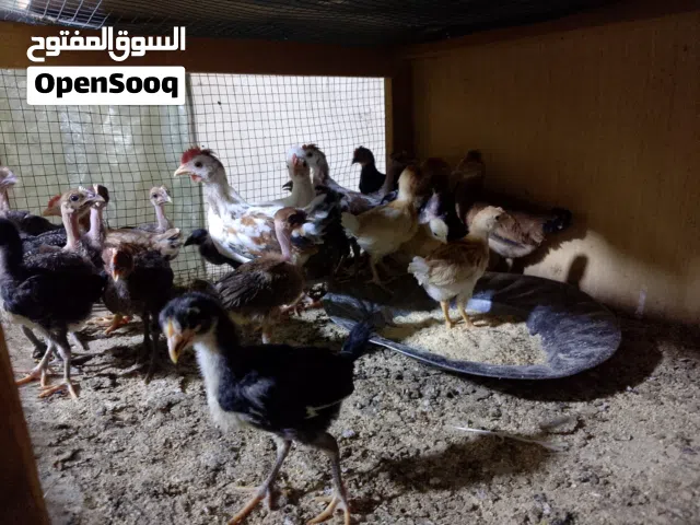 فراخ دجاج اقرأ الوصف وراسلني