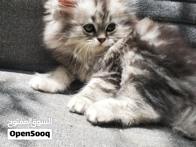ذكر شيرازي تايجر بيور ع هملايا مستوى فخم جدا