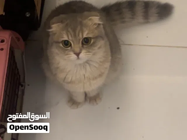 سكوتش فولد انثى للبيع مستوى مميز