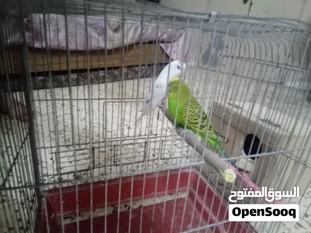 متاح جوزين  طيور حب للبيع بدون قفص او للبدل على كوكتيل
