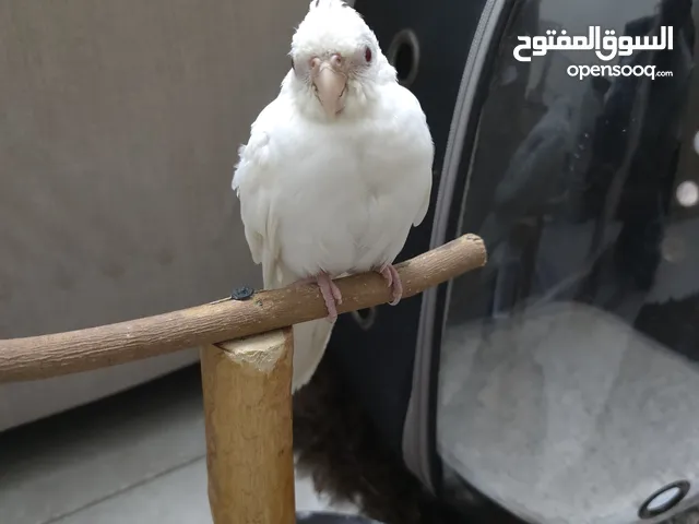 للبيع كوكتيل البينو فرخ أليف ياكل بروحه