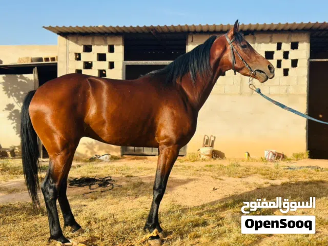 فلو ماشاءالله لاقوة الابالله