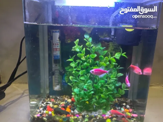 Aquarium. حوض أسماك