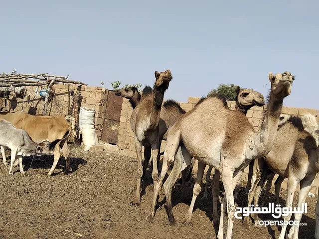 قعدان وبكار لحم