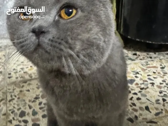 قط شكوتش فولد
