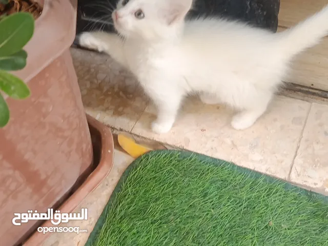 للبيع قطه ميكس (kitten) كما في الصور بصحه ممتازه ماخده المطاعيم متعوده على دراية فوود واللتر بوكس.