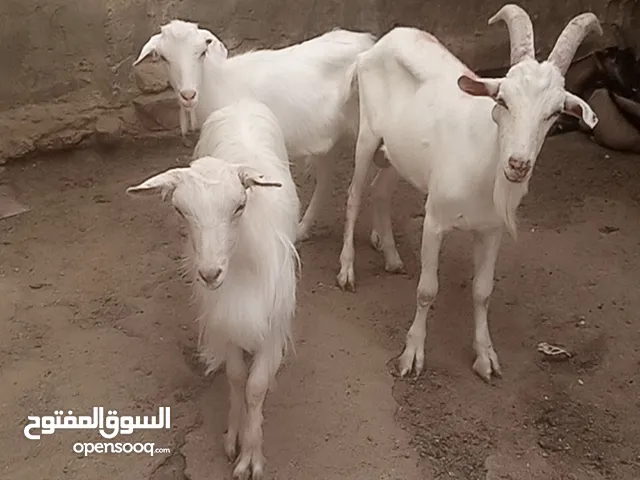 ماعز سانين اصلي نخب