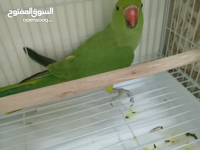 بغبغاء الدر أنثى اللون الأخضر