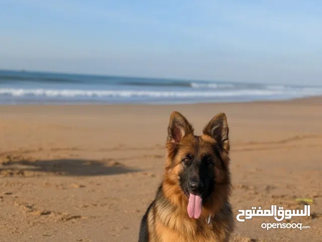 berger allemand pedigrée ras pure