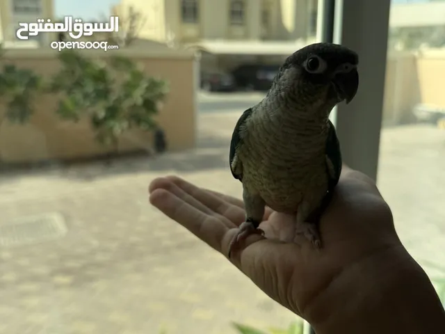 كنيور تركوازي