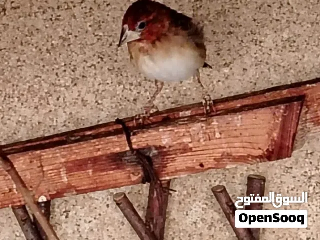 زوج طائر الرأس الأحمر اول جهوزيه