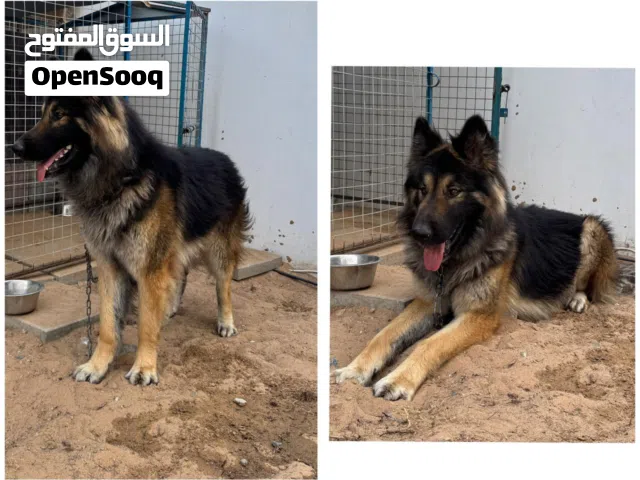 لمحبي الانتاج المميز ، جيرمن شيبارد كنج سايز بيور ، غير معقم