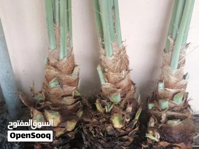 فسائل نخيل نغال ملويف