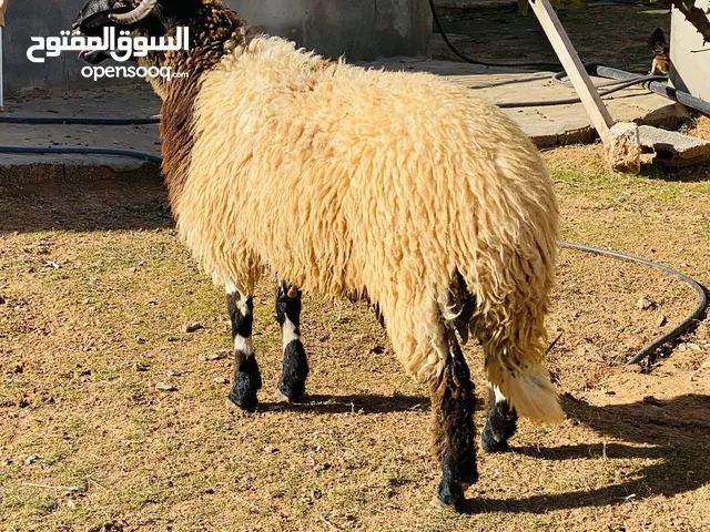 حولي تبارك الله للبيع