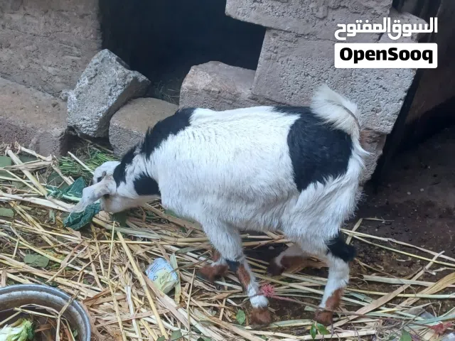 سبوه للبيع ش هايل صنعاء السعر خمسه وستين السبوه مصريه نوعيه ممتازه