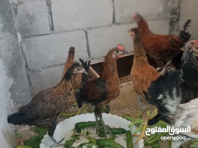 ديوك بلدي للبيع