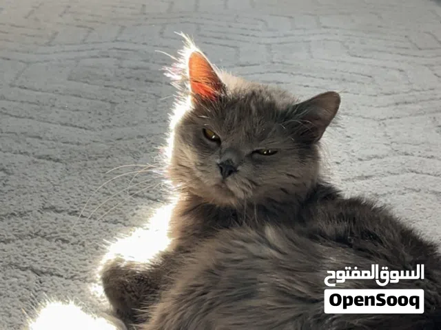 قط للتبني بريتيش