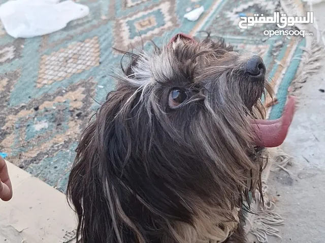 كلب هافانيز للبيع قابل للتفاوض نشيط واليف ونضيف