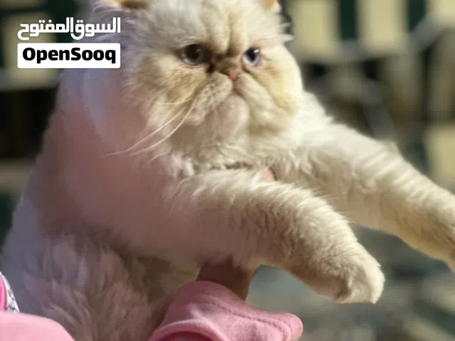 حجز القطط  برجين الوان جميله جدا