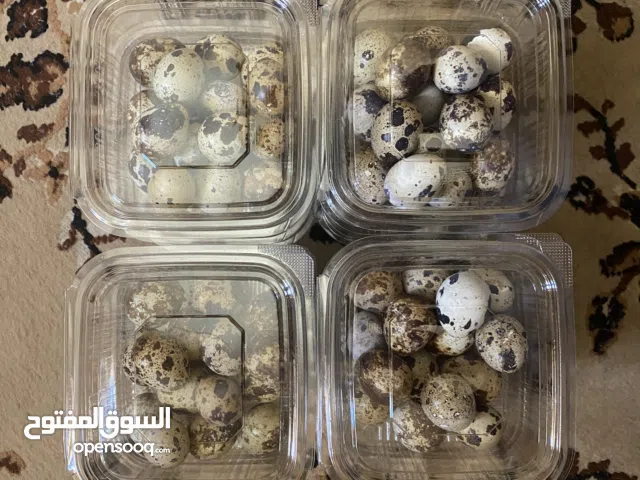 دحي سمان تجميع جديد