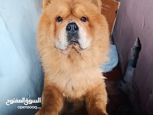 تشاو تشاو 2500